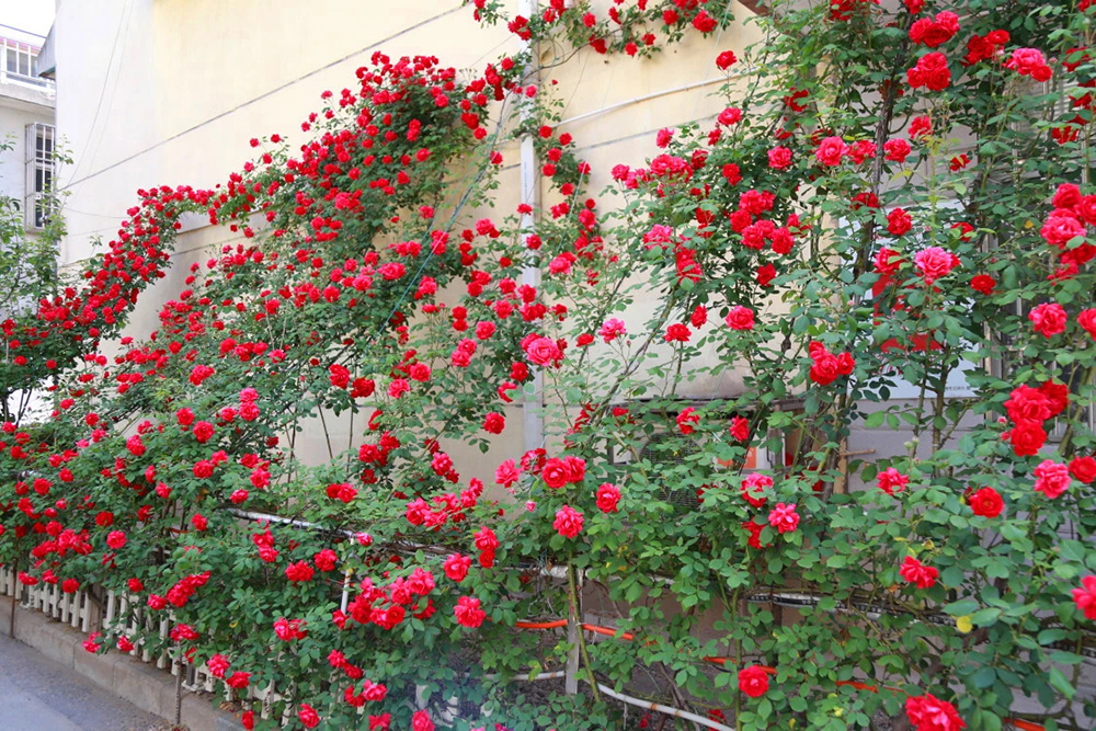 連云港 花園式街巷實現(xiàn)立體綠意，垂直綠化引領(lǐng)城市綠化管理新篇章